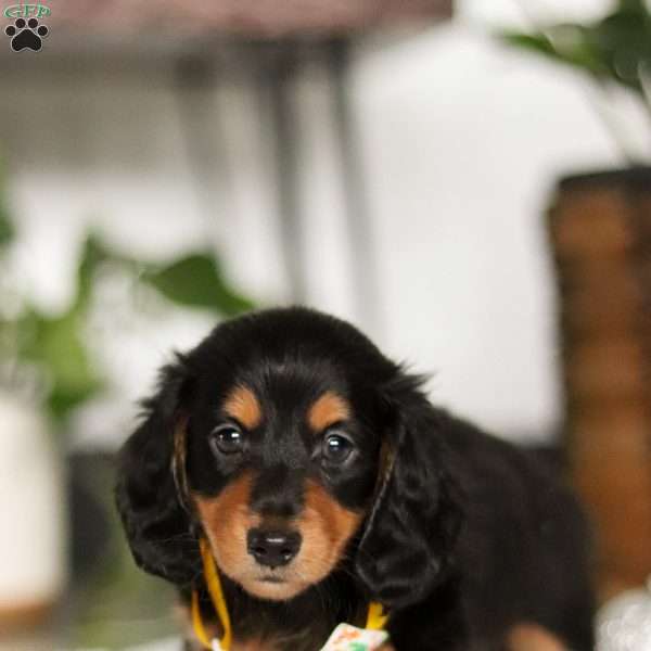 Benji, Dachshund Puppy